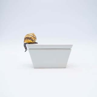 SNAIL ON BOX